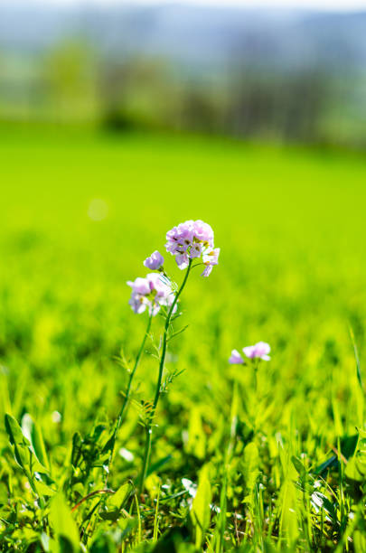 Pink flower separated on grass with blurred background