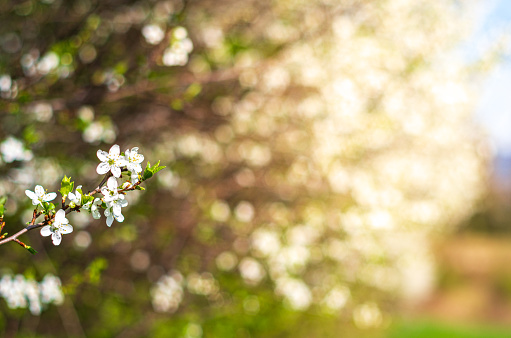 Spring blossom background - white flower blurred background. Nice bokeh and warm colors.