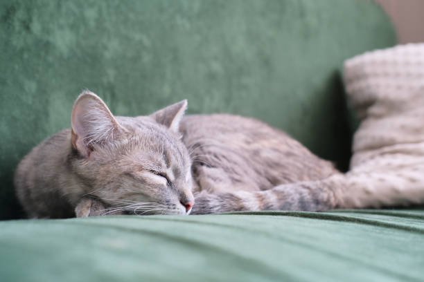 A peaceful image of a tabby cat laying on a patch of green grass, completely relaxed with its eyes closed and paws stretched out. The soft lighting emphasizes the cat's fur texture and creates a serene, cozy atmosphere. Ideal for themes related to relaxation, pets, tranquility, and the simple pleasures of life. This image captures the essence of calm and contentment in nature.