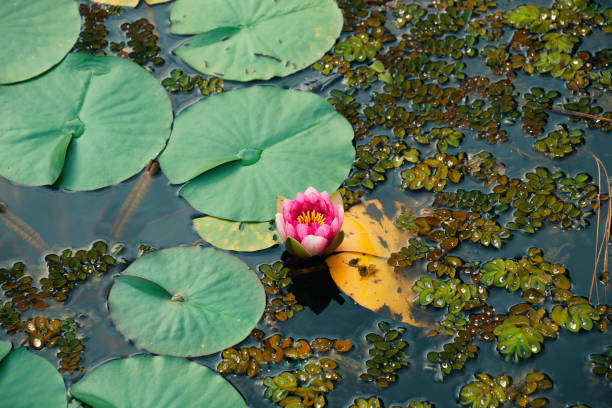 istock Pink water lily in a pond. 2101181356