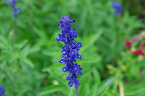 istock Blue Salvia farinacea flower in a field, close-up. 2101181907