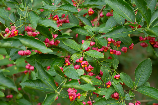 Pink berries of Euonymus europaeus. the spindle, European spindle, common spindle. Botanical Garden.