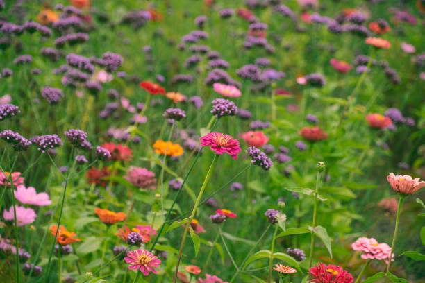 Multi-colored flowers in the meadow. Floral background. Summer bloom. Floral landscape.