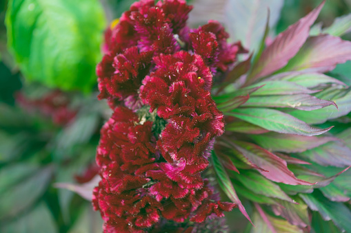Red Celosia cristata flowers in the garden, close-up. woolflowers, cockscombs.