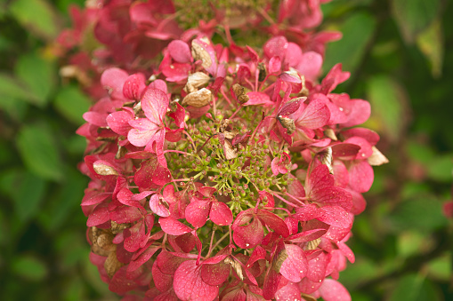 Pink Hydrangea macrophylla flowers in the garden, close-up. Floral background.