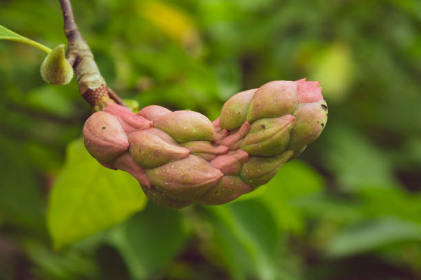 Magnolia fruit of unusual shape, close-up. Plants and trees in the garden.