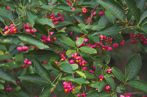 Pink berries of Euonymus europaeus. the spindle, European spindle, common spindle. Botanical Garden.