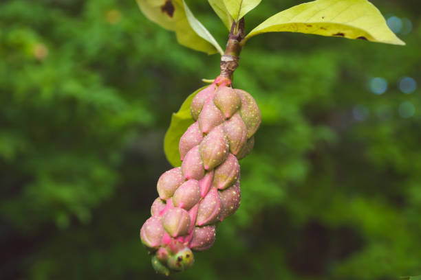Magnolia fruit of unusual shape, close-up. Plants and trees in the garden.