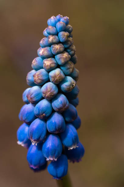 Blue Muscari flower. Close-up. macro photography
