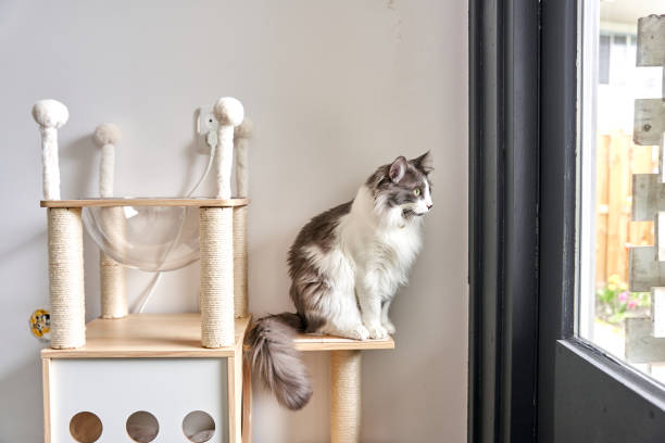 istock gray cute cat is standing in its nest. 2101198348