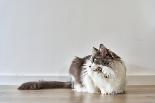 Pretty ragdoll cat lying on side isolated on studio background copy space