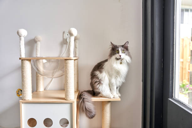 gray cute cat is standing in its nest.