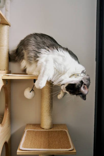 istock gray cute domestic cat is playing. 2101198874