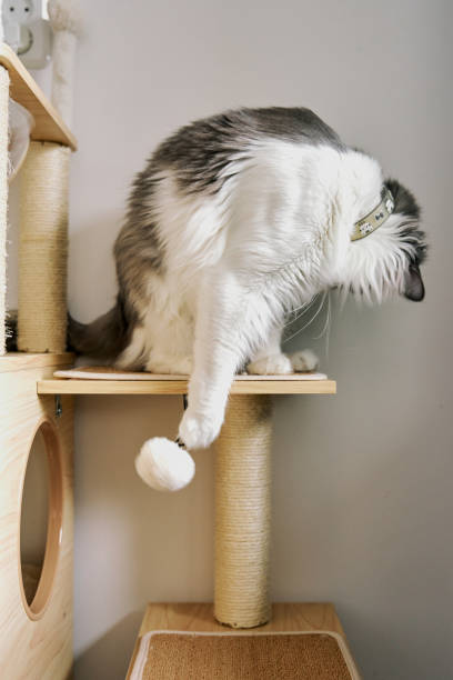 istock gray cute domestic cat is playing. 2101198876