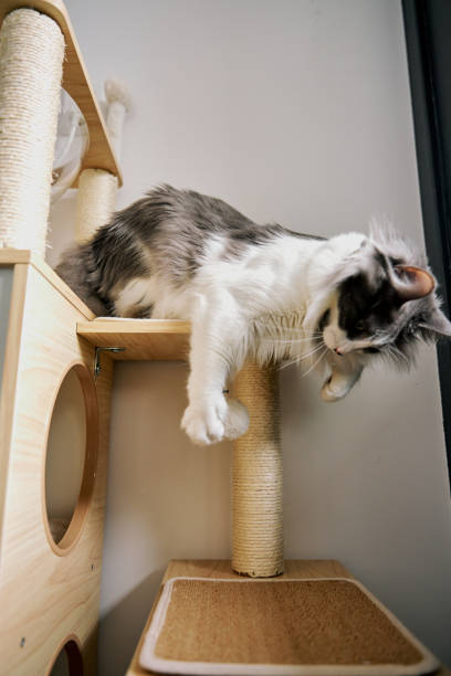istock gray cute domestic cat is playing. 2101198879