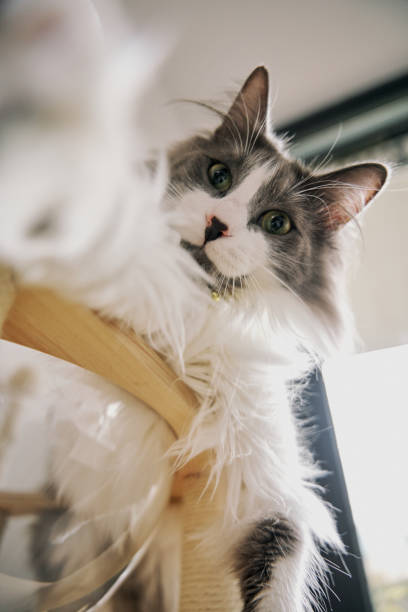 istock gray cute domestic cat is playing. 2101199910