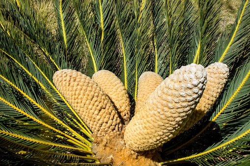 The crown of a Drakensberg Cycad with various large cones, in the high Afro-alpine grassland of the Drakensberg Mountains, South Africa. The Drakensberg Cycad is a type of cycad endemic to South Africa, where it occurs in the grasslands of the Drakensberg Mountains and its foothills in KwaZulu Natal and the Eastern Cape. The species consist of two varieties namely a larger highland variety which occur at altitudes above 1200m and are generally larger in size and a smaller lowland variety.