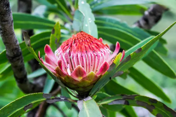 The Sugar Bush (Protea caffra) is the most widely distributed protea species of Southern Africa, growing on rocky ridges in the Afromontane grasslands.