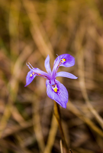 The intricate purple-blue flower of the alpine tulp, Moraea Alpina, in bloom in the Afro-alpine grassland in the Drakensberg Mountains.