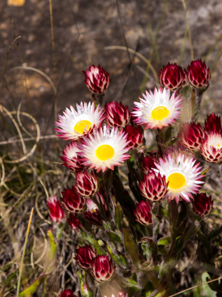 istock White and rose colored Strawflowers flowers 2101202012