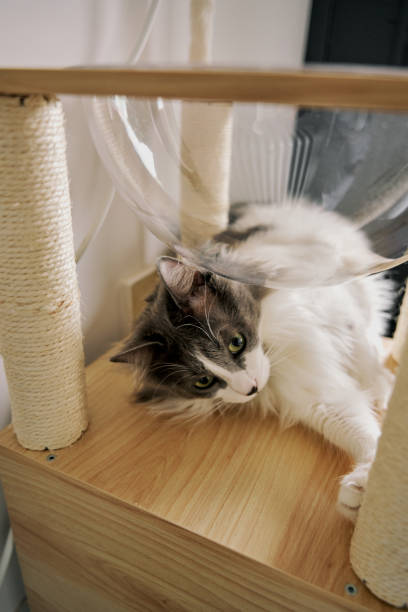 istock gray cute domestic cat is playing. 2101202537