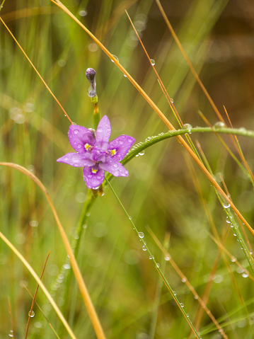 Delicate purple Iris of the Morea family growing among the long grasses of the Drakensberg mountains, covered in water drops.