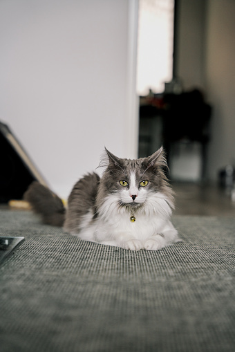 gray cute domestic cat.