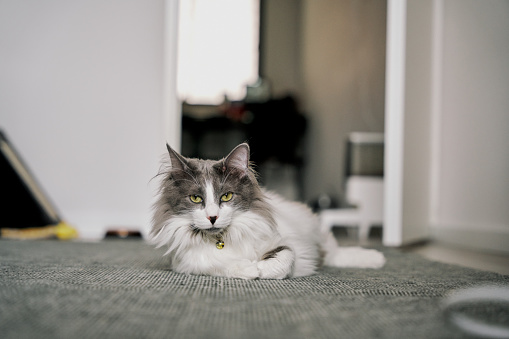 gray cute domestic cat.