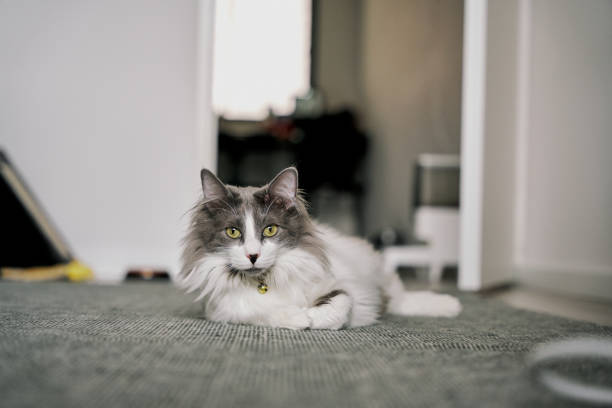 The cat is a domestic species of small carnivorous mammal. It is the only domesticated species in the family Felidae and is commonly referred to as the domestic cat or house cat to distinguish it from the wild members of the family.