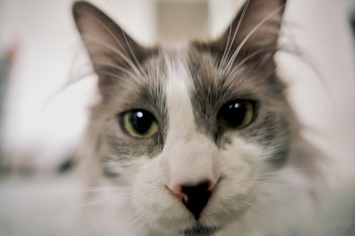 Close up gray cute domestic cat.