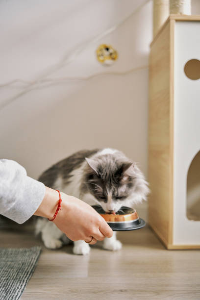istock The cat is eating food. 2101206295