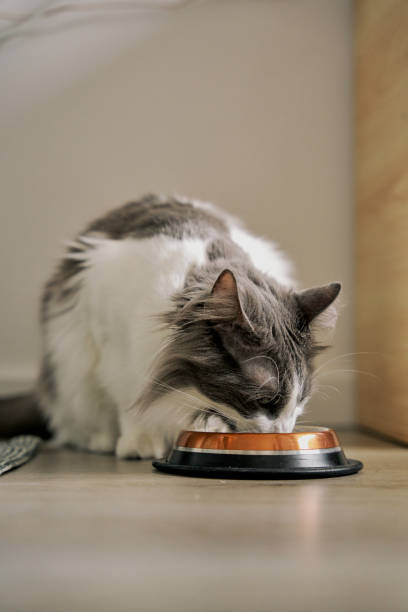 istock The cat is eating food. 2101206840