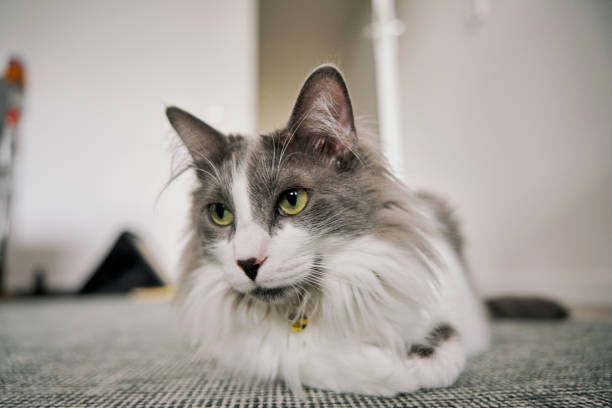 istock gray cute domestic cat. 2101206950