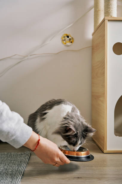 istock The cat is eating food. 2101207356