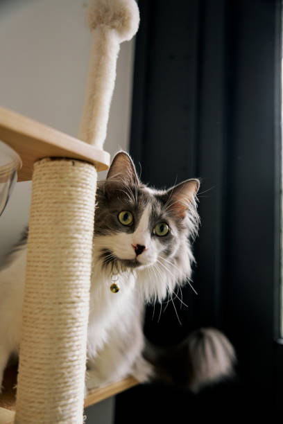 istock gray cute domestic cat is playing. 2101207363