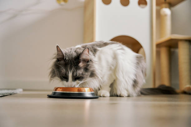 istock The cat is eating food. 2101207368