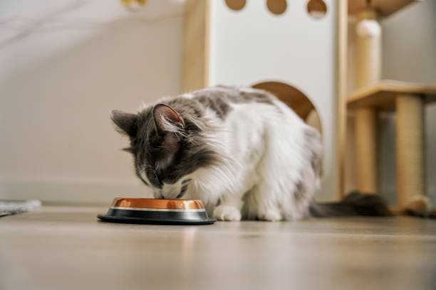 The cat is eating food.