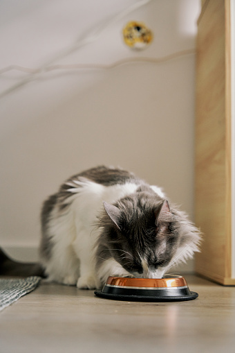 The cat is eating food.