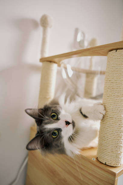 istock gray cute domestic cat is playing. 2101207387