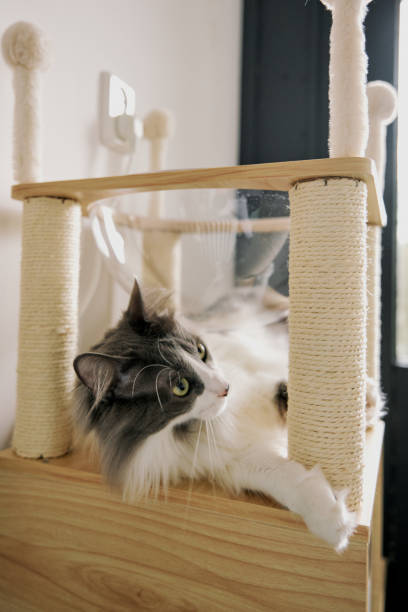 istock gray cute domestic cat is playing. 2101207907