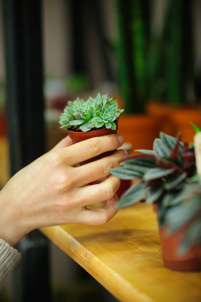 istock Person Holding Small Potted Plant on Table 2101209545