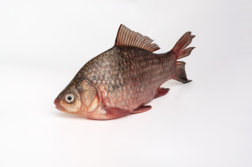 River crucian carp of the carp family isolated on a white background