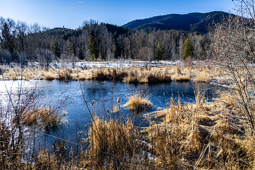 A winter scene of a beaver pond in Western Montana