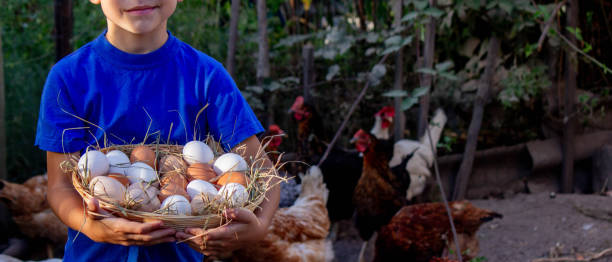 istock boy holding basket with chicken eggs on farm background. Selective focus 2101220792