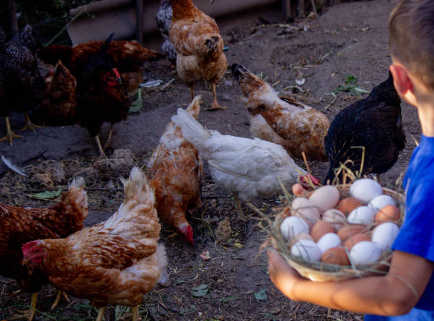 istock boy holding basket with chicken eggs on farm background. Selective focus 2101221105