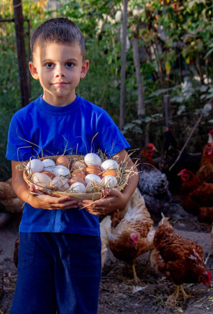 istock boy holding basket with chicken eggs on farm background. Selective focus 2101221110