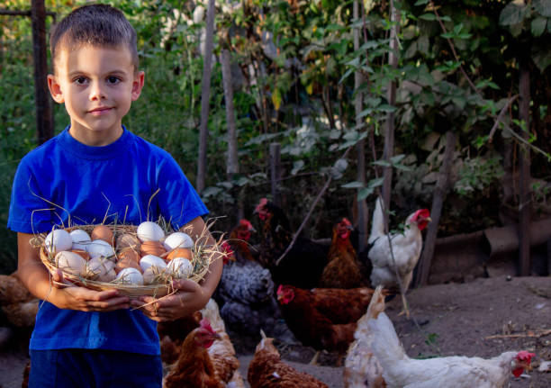 istock boy holding basket with chicken eggs on farm background. Selective focus 2101221118