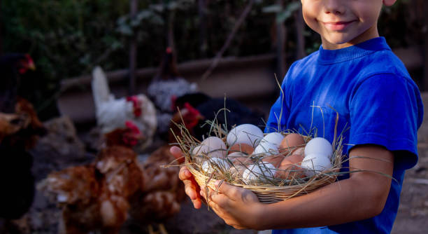 istock boy holding basket with chicken eggs on farm background. Selective focus 2101221305
