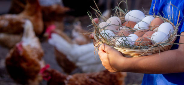 istock boy holding basket with chicken eggs on farm background. Selective focus 2101221309