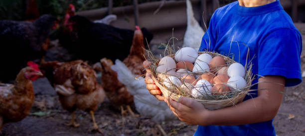 istock boy holding basket with chicken eggs on farm background. Selective focus 2101221310